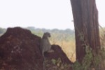 Hotel EXIMdiscovery - Fotograficzne Safari Tsavo East - wypoczynek i safari wakacje