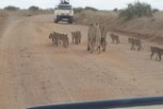 Hotel EXIMdiscovery - Fotograficzne Safari Tsavo East - wypoczynek i safari wakacje