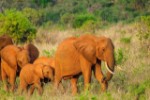 Hotel EXIMdiscovery - Fotograficzne Safari Tsavo East - wypoczynek i safari wakacje