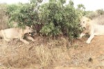 Hotel EXIMdiscovery - Fotograficzne Safari Tsavo East - wypoczynek i safari wakacje