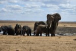 Hotel EXIMdiscovery - Fotograficzne Safari Tsavo East - wypoczynek i safari wakacje