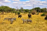 Hotel EXIMdiscovery - Fotograficzne Safari Tsavo East - wypoczynek i safari wakacje