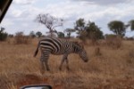 Hotel EXIMdiscovery - Fotograficzne Safari Tsavo East - wypoczynek i safari wakacje