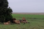 Hotel EXIMdiscovery - Fotograficzne Safari Tsavo East - wypoczynek i safari wakacje