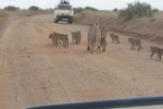 Hotel Fotograficzne Safari Tsavo East - wypoczynek i safari wakacje