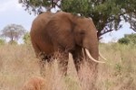 Hotel Fotograficzne Safari Tsavo East - wypoczynek i safari wakacje