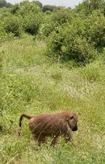 Hotel Fotograficzne Safari Tsavo East - wypoczynek i safari wakacje