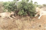 Hotel Fotograficzne Safari Tsavo East - wypoczynek i safari wakacje