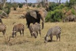 Hotel Fotograficzne Safari Tsavo East - wypoczynek i safari wakacje