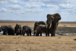 Hotel Fotograficzne Safari Tsavo East - wypoczynek i safari wakacje