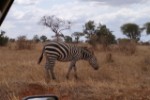 Hotel Fotograficzne Safari Tsavo East - wypoczynek i safari wakacje