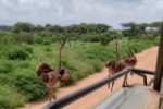 Hotel Fotograficzne Safari Tsavo East - wypoczynek i safari wakacje