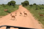 Hotel Fotograficzne Safari Tsavo East - wypoczynek i safari wakacje