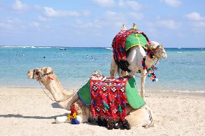 Hotel BRAYKA BAY RESORT wakacje