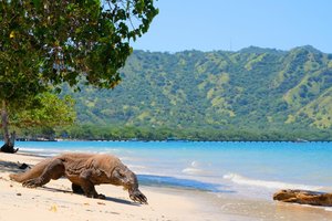 Hotel EXIMdiscovery – Bali i Flores: Smoki, plaże i tropikalna przygoda (standard) wakacje