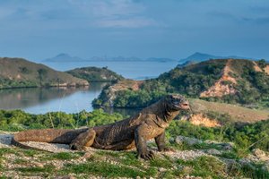 Hotel EXIMdiscovery – Bali i Flores: Smoki, plaże i tropikalna przygoda (standard) wakacje