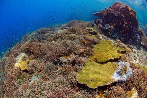 Hotel EXIMdiscovery – Bali i Flores: Smoki, plaże i tropikalna przygoda (standard) wakacje