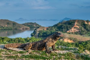 Hotel EXIMdiscovery – Bali i Flores: Smoki, plaże i tropikalna przygoda wakacje