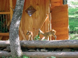 Hotel ALASKA wakacje