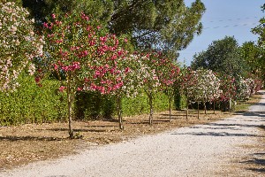 Hotel COSTA D´ARGENTO CAMPING VILLAGE HC wakacje