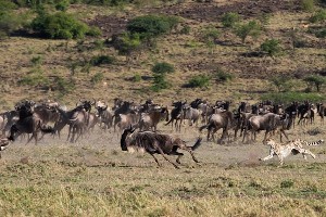 Hotel EXIMdiscovery: Afrykańska Odyseja – Mombasa, Mara, Naivasha wakacje