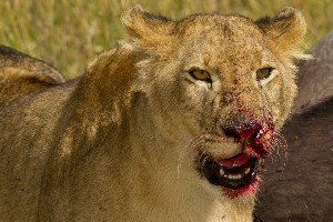 Hotel EXIMdiscovery: Afrykańska Odyseja – Mombasa, Mara, Naivasha wakacje