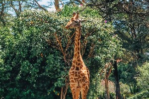 Hotel EXIMdiscovery: Afrykańska Odyseja – Mombasa, Mara, Naivasha wakacje