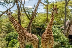 Hotel EXIMdiscovery: Afrykańska Odyseja – Mombasa, Mara, Naivasha wakacje