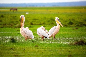 Hotel EXIMdiscovery - Czerwona Ziemia i Mgły Kilimandżaro wakacje