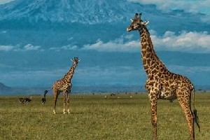 Hotel EXIMdiscovery - Czerwona Ziemia i Mgły Kilimandżaro wakacje