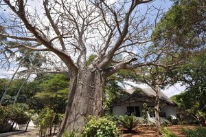 Hotel BAOBAB SEA LODGE wakacje