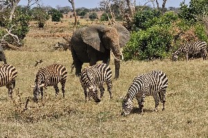 Hotel Fotograficzne Safari Tsavo East - wypoczynek i safari wakacje
