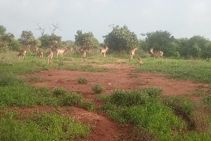 Hotel Fotograficzne Safari Tsavo East - wypoczynek i safari wakacje