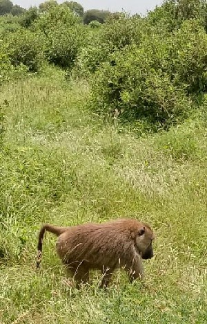 Hotel Fotograficzne Safari Tsavo East - wypoczynek i safari wakacje