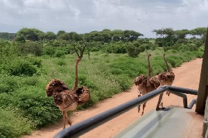 Hotel Fotograficzne Safari Tsavo East - wypoczynek i safari wakacje