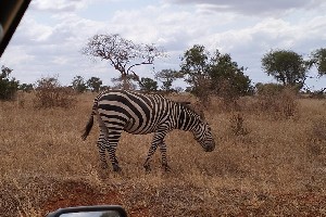 Hotel Fotograficzne Safari Tsavo East - wypoczynek i safari wakacje