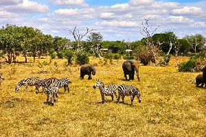 Hotel Fotograficzne Safari Tsavo East - wypoczynek i safari wakacje