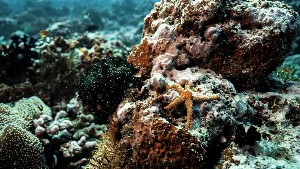 Hotel COCO PALM DHUNI KOLHU wakacje