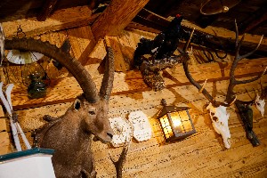 Hotel EDELWEISS wakacje