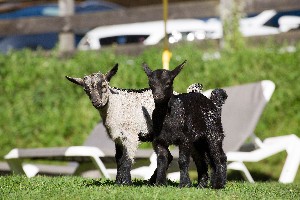 Hotel BERGHOF wakacje