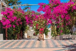 Hotel HYDRAMIS PALACE wakacje