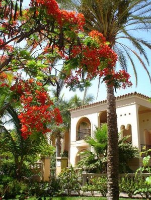 garden