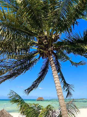 Hotel KARIBU BEACH RESORT wakacje